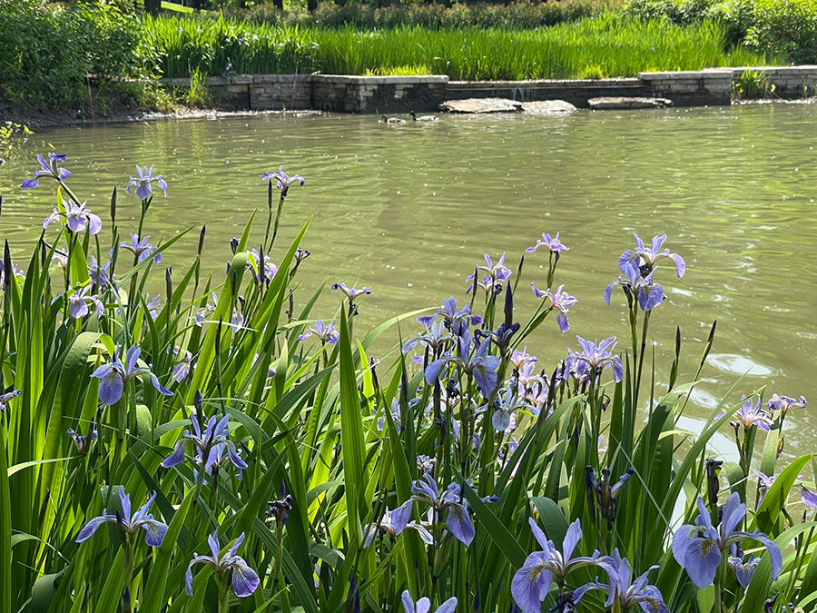 Irises at Mirror Lake